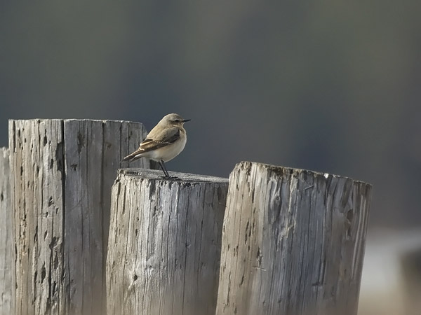 Kivitasku, Northern Wheatear, Oenanthe oenanthe